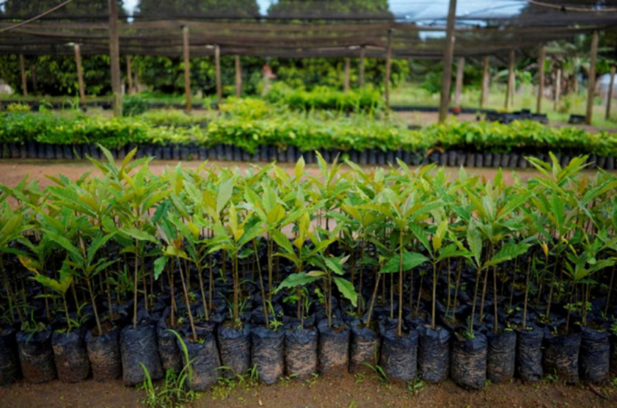 El Gobierno Nacional derogó una insólita norma que obligaba a los viveros a registrarse y rendir cuentas de su actividad