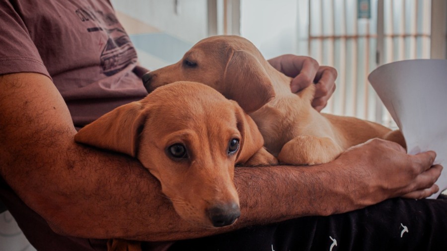 Posadas: IMuSA continúa con atención veterinaria esencial