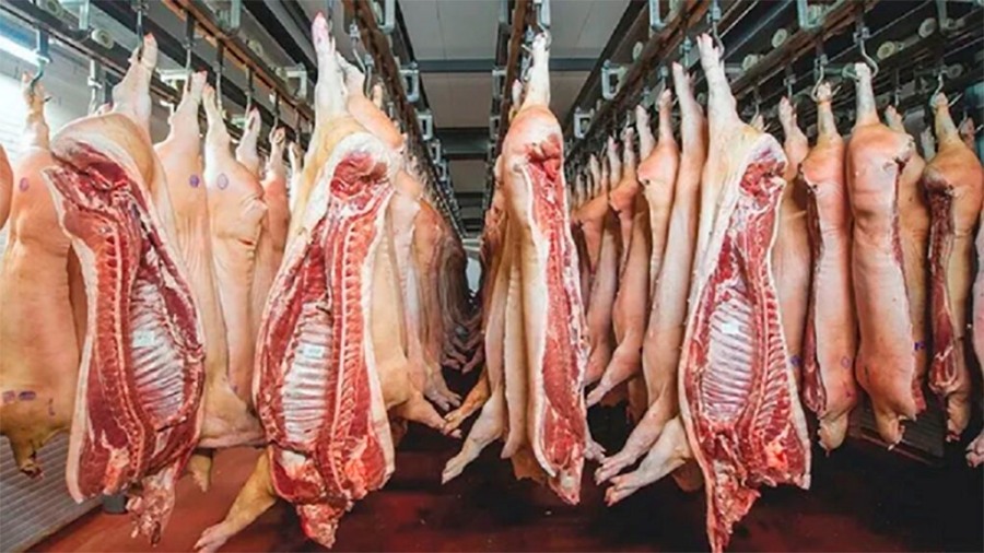 El segundo semestre equilibró un año complicado para el cerdo