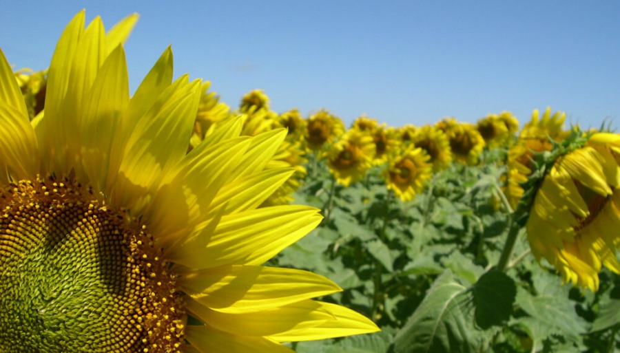 El girasol brilla con las mayores exportaciones de aceite y subproductos en 18 años