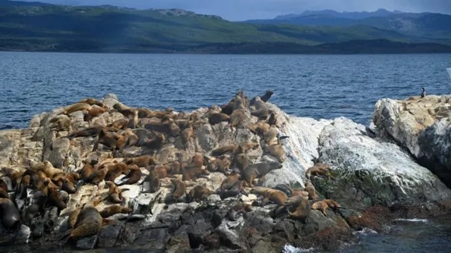 Confirmado por el SENASA: Gripe aviar, detectan el primer caso en mamíferos en Tierra del Fuego