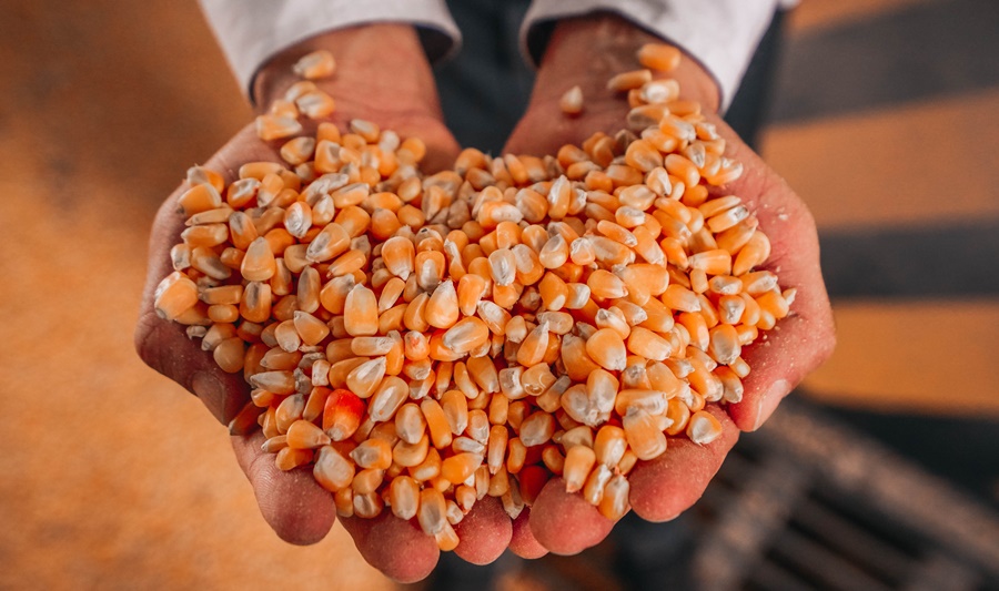 Biocombustibles: Una nueva levadura transgénica fue aprobada en Argentina y promete impulsar el volumen de producción
