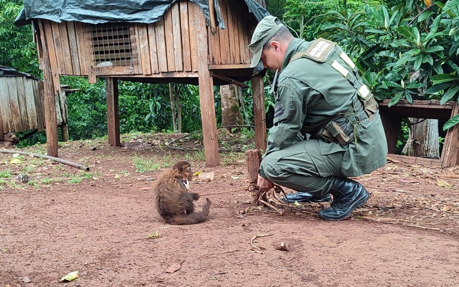 Gendarmería Nacional rescató a un mono que era mantenido como mascota, el primate, de la especie “Cebus Apella”, se encontraba atado en el patio de una vivienda