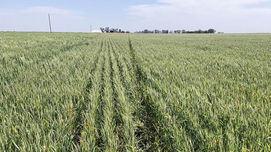 Trigo en picada: Caen 1,2 millones de toneladas más las proyecciones