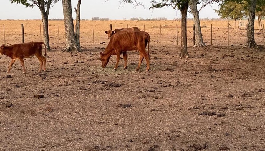 “La sequía puso al desnudo la ineficacia de la Ley de Emergencia Agropecuaria”