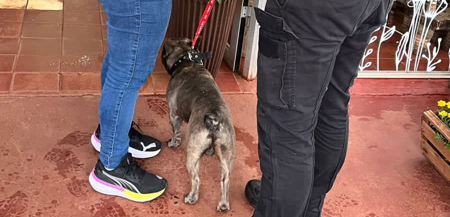 Recuperaron en la localidad misionera de Dos de Mayo un perro bulldog francés robado y vendido, el animal fue devuelto a su dueña en buen estado