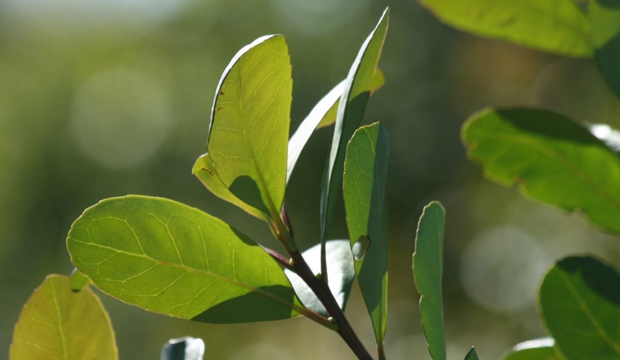 Directores del Sector Productivo del INYM invitaron a las asociaciones de la producción para una reunión informativa este martes
