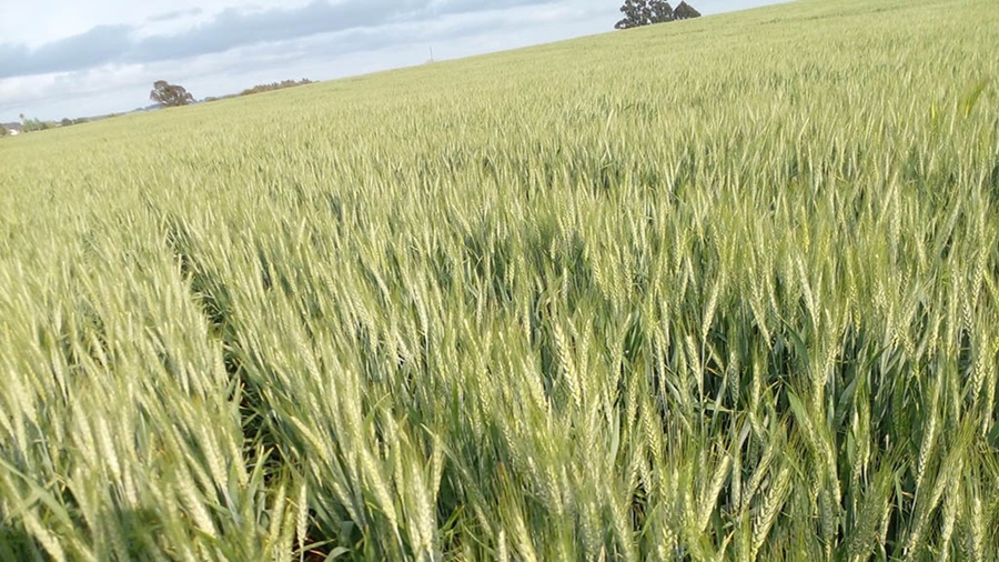 Se perdieron 400 ha de trigo en dos semanas y no hay un corto plazo promisorio para el cultivo