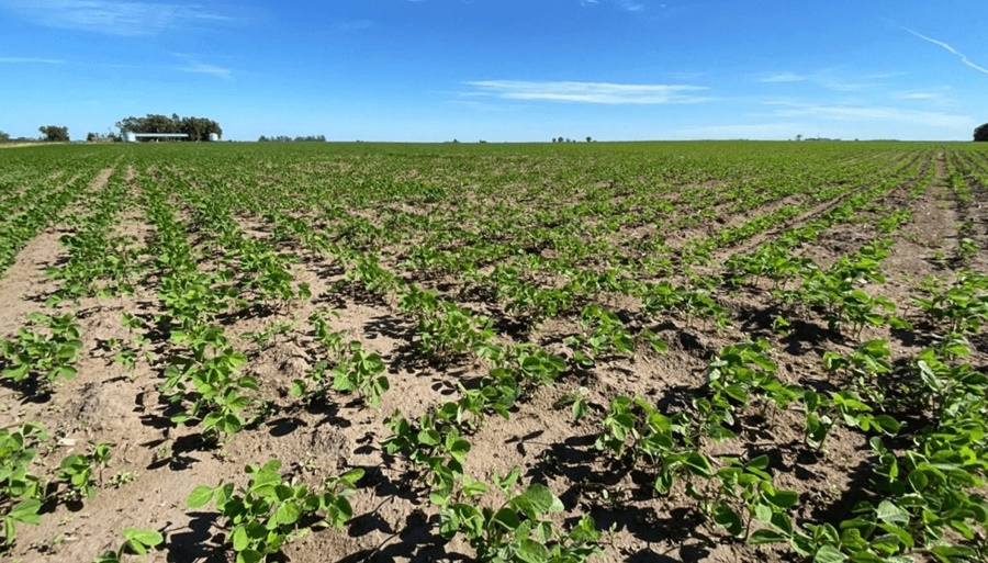 Optimismo: Un informe oficial sostiene que el 2024 es “prometedor” para la soja