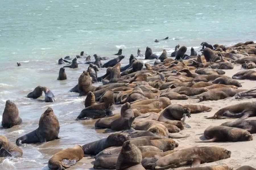 Prevención: Cierran la Escollera Sur de Mar del Plata por gripe aviar en lobos marinos