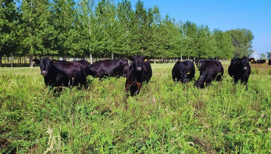 Desafío Forrajero: La leguminosa perenne que superó a la alfalfa en el sur bonaerense