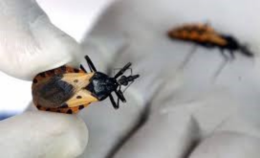 Casi un millón y medio de personas en Argentina padecen Chagas