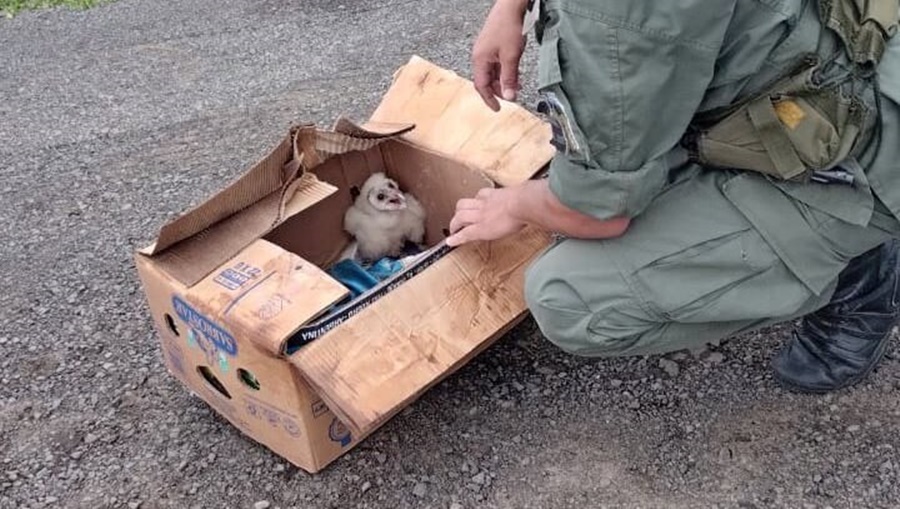 Detectaron el transporte ilegal de un ave silvestre: Gendarmería Nacional impidió el tráfico de fauna en Corrientes