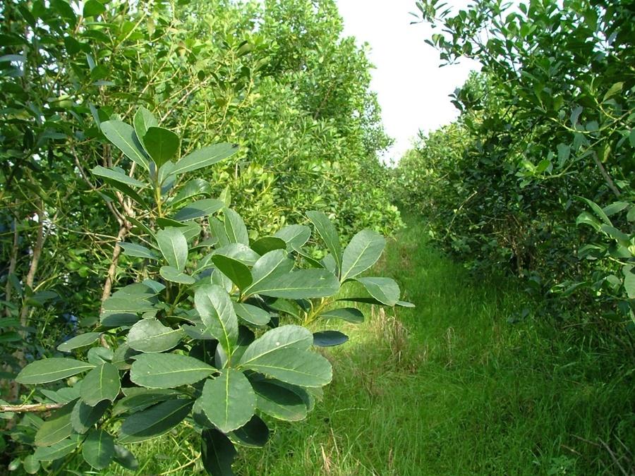 Comunicado del Sector Producción del INYM