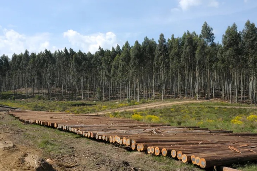 Las exportaciones de pino cayeron un 37% interanual