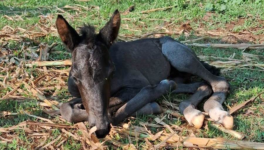 Nació Milagros, la nueva integrante de la Policía Montada misionera