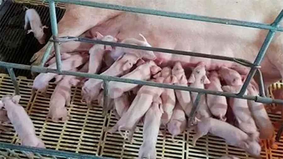 El nacimiento histórico: En Brasil, una cerda parió 45 lechones