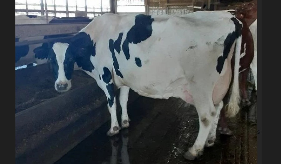 La vaca Connie rompió todos los records de producción de leche a nivel mundial