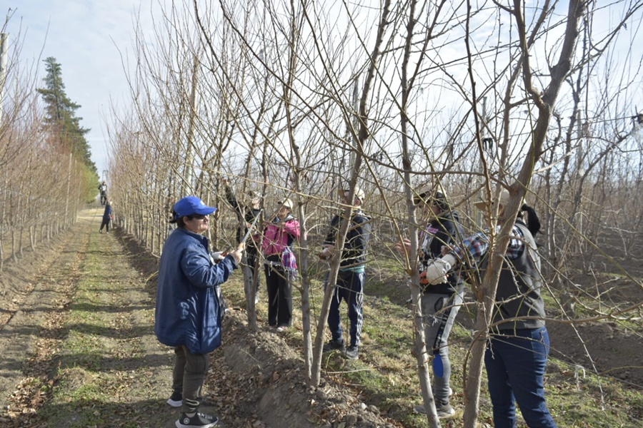 Finalizó una capacitación sobre poda tradicional en frutales de carozo y pepita en Río Negro