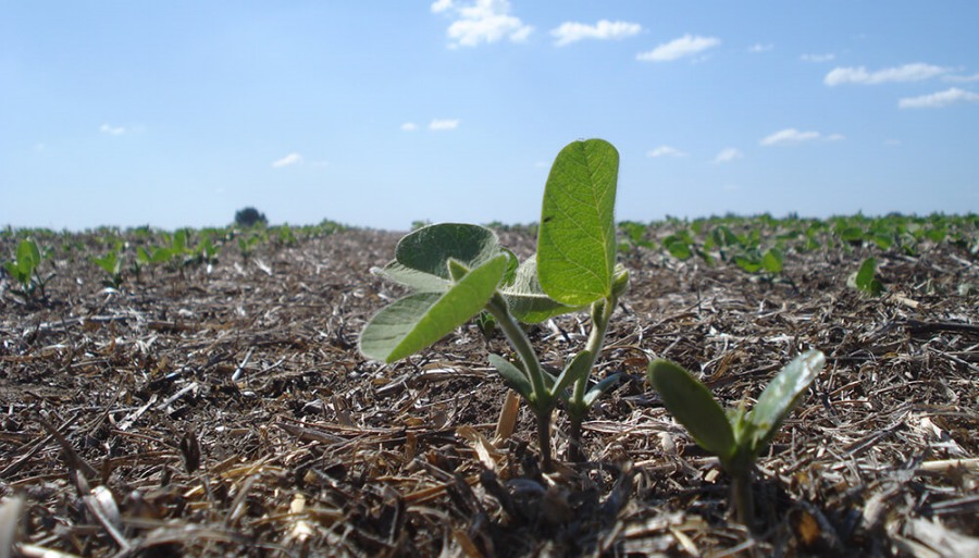 El impacto de las lluvias: La siembra de soja acelera “a velocidad vertiginosa”