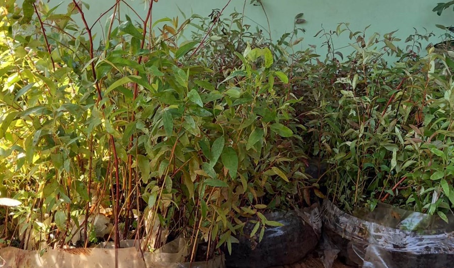 Productores misioneros se beneficiaron con asistencia técnica y plantines de eucaliptos