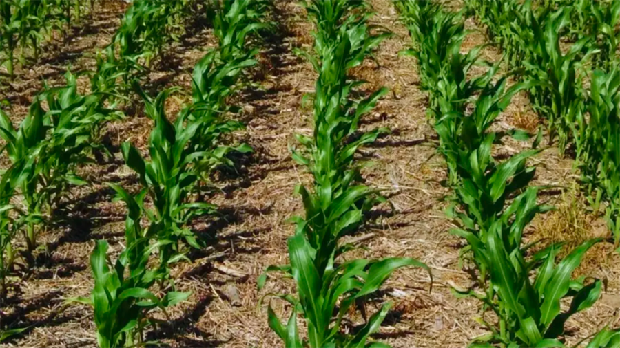 Maíz: Refertilizar con nitrógeno para maximizar los rendimientos