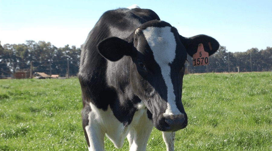 Lechería: Una reunión entre el Gobierno y las industrias confirmó que, por ahora, es una crisis sin salida