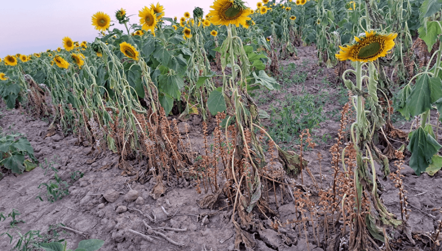 Orobanche Cumana: Todo lo que hay que saber sobre la nueva maleza que amenaza al girasol argentino