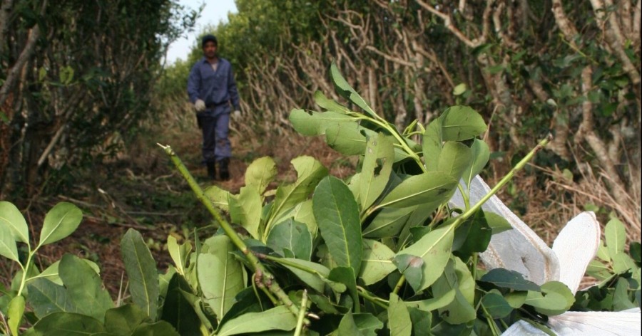 Las chacras están activas: Plena cosecha de yerba mate en toda la provincia de Misiones, con un precio de 300 pesos por kilo en promedio de hoja verde