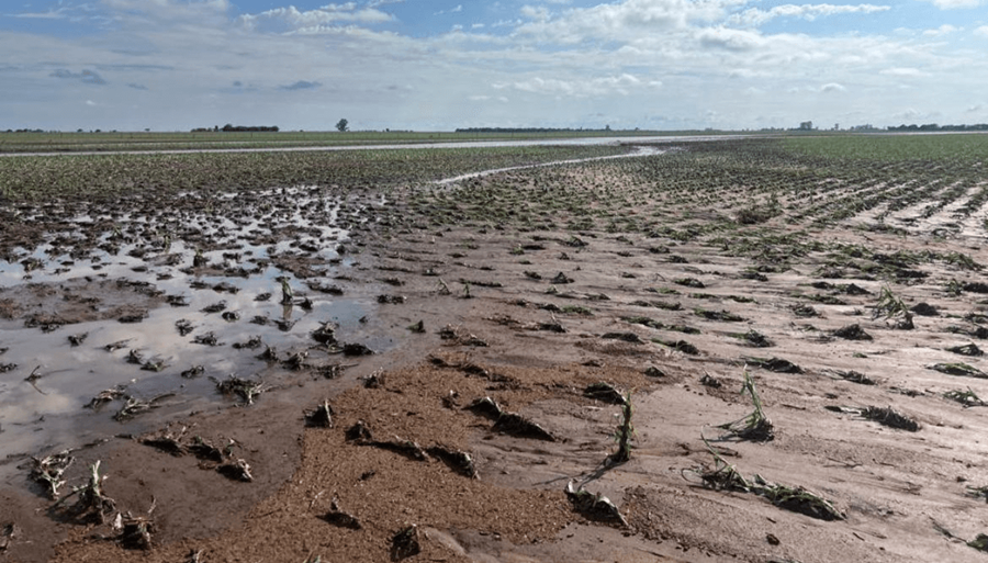 Fuertes tormentas dejaron daños totales en cultivos: Cuánto llovió, zona por zona en los últimos días en las diferentes regiones del país