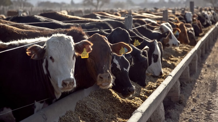 El stock vacuno puede caer en dos millones de animales