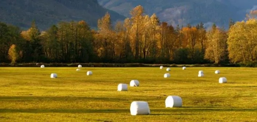 Descubrí cual es la especie forrajera templada ideal para el henolaje