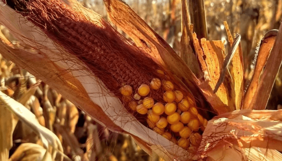 El dilema de los productores ante la expansión de la Chicharrita del maíz: ¿Cosecharlo o picarlo?