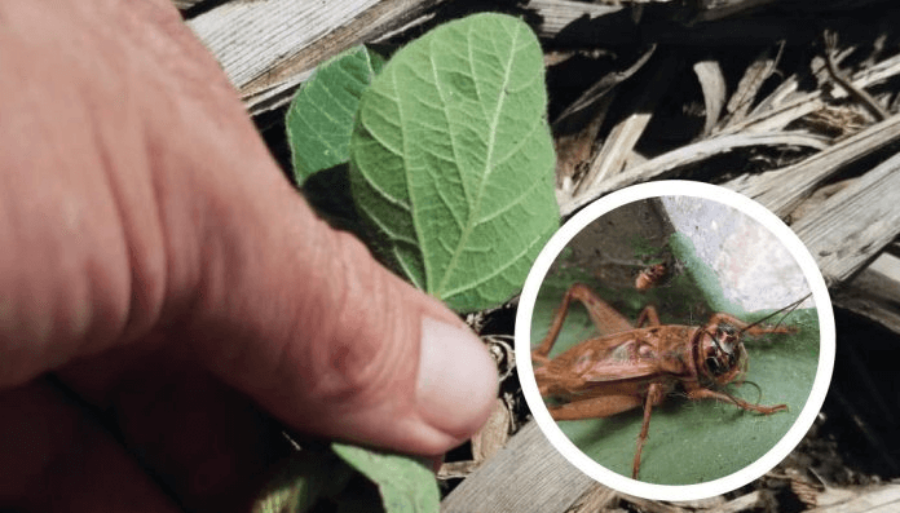 Plagas: El “grillo común” hace ruido en la soja del norte de Córdoba