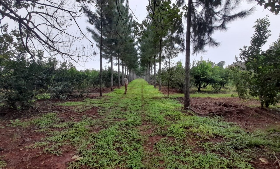 Misiones: Con prácticas recomendadas por el INYM, resultados alentadores en el yerbal de Tech