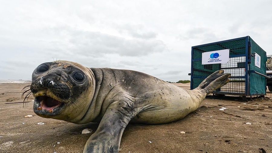 Fue asistido y regresado al mar: Rescataron en Costa Azul a un elefante marino que era acosado por turistas y mascotas