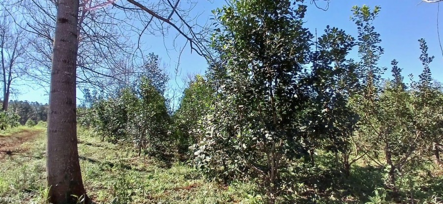 Implementan y estudian nuevo método de corte de yerba mate
