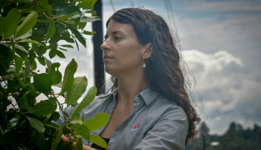 Desarrollan nuevas variedades de yerba mate con mayor rendimiento y adaptación