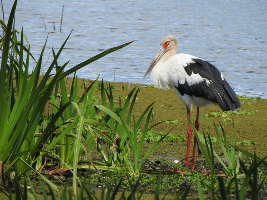 Cuatro estaciones explorando la naturaleza: Resultados del primer ciclo de Safaris de ArgentiNat