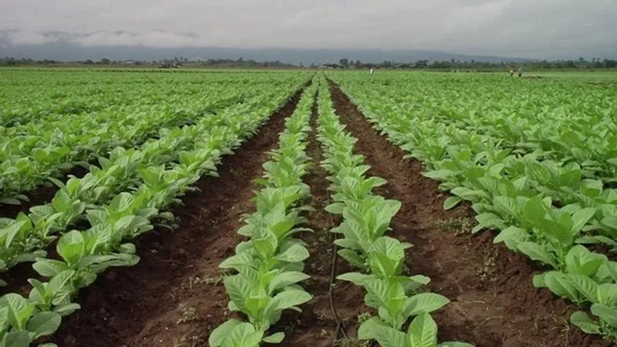 Por restricciones: Crece malestar de las provincias tabacaleras