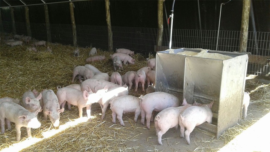 Producción porcina: Aún con poco, la eficiencia y el bienestar no se negocian