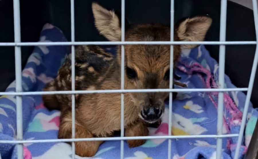 Rescataron a un venado: Estaba herido y en cautiverio en una chacra de la localidad misionera de Guaraní