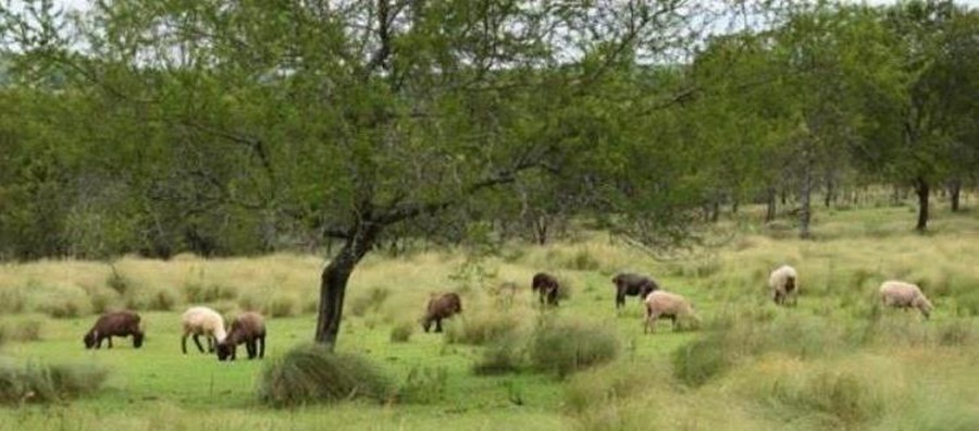 Previsión del tiempo en Misiones al inicio de semana