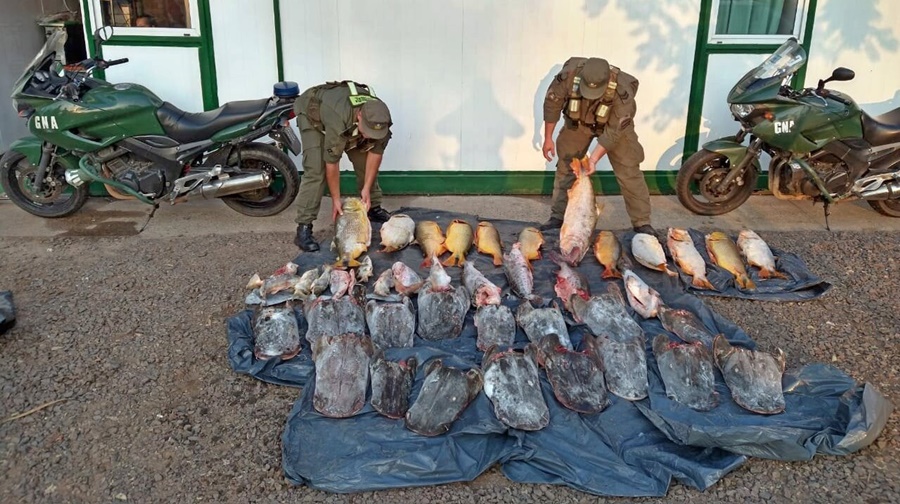 Gendarmería Nacional rescató un tatú y secuestró kilos de pescado, fueron dos procedimientos llevados a cabo durante la mañana de ayer en la capital correntina