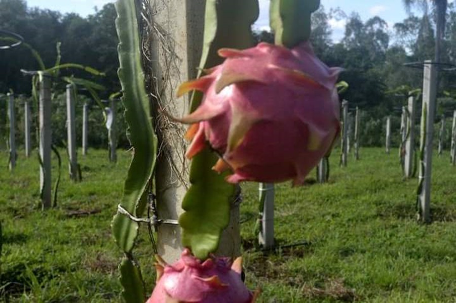 Misiones: El Municipio de Cerro Azul hace punta con la exótica Fruta del Dragón