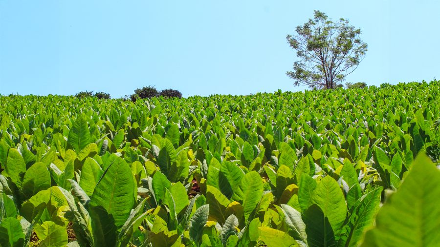 Con más de 39 millones de kilos acopiados, la provincia de Misiones logra la mejor cosecha de tabaco en 16 años