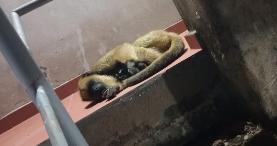 Rescataron a un mono carayá que se encontraba malherido, en las escaleras de un edificio en el Barrio Madariaga del Municipio misionero de Garupá