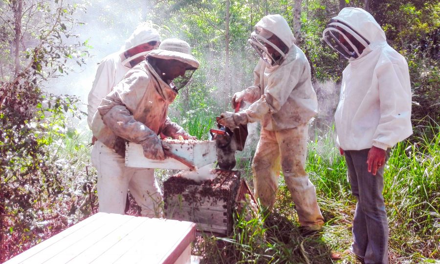Apicultura en crecimiento en la provincia de Misiones: Productores del Departamento Oberá avanzan en la formalización y en el agregado de valor