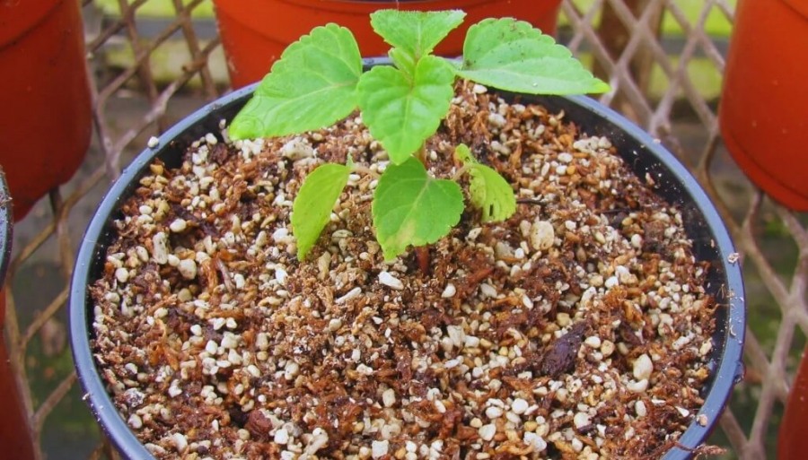 Innovación en Cuyo: Con inteligencia artificial, desarrollan sustratos para la producción de plantines