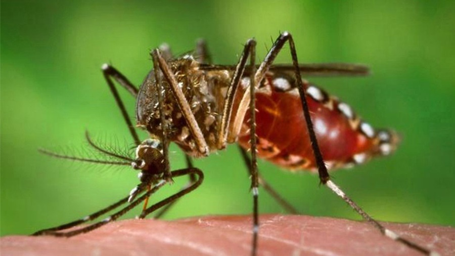 Según especialistas: El Dengue "se está volviendo una enfermedad endémica en todo el país"